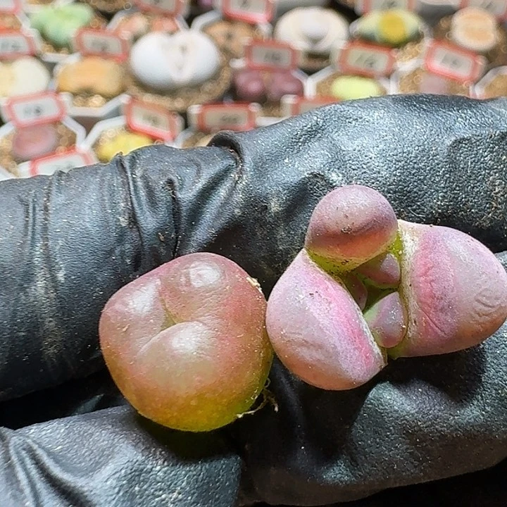 生石花233；大的。 78