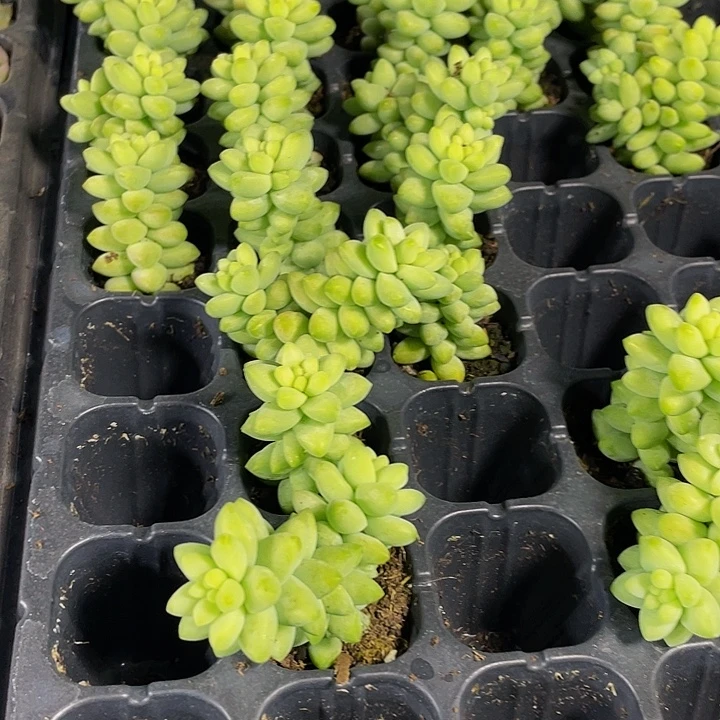 小玉坠1元带土发货