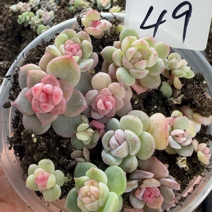 49号绝绝子多肉一盒