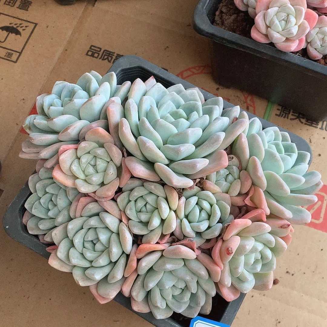 77冰玉一物一拍多肉