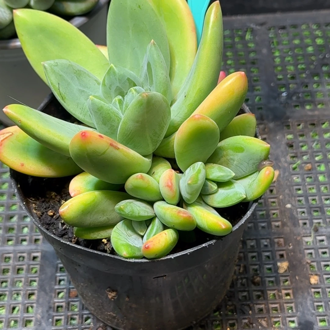 多肉植物海洋之歌群383