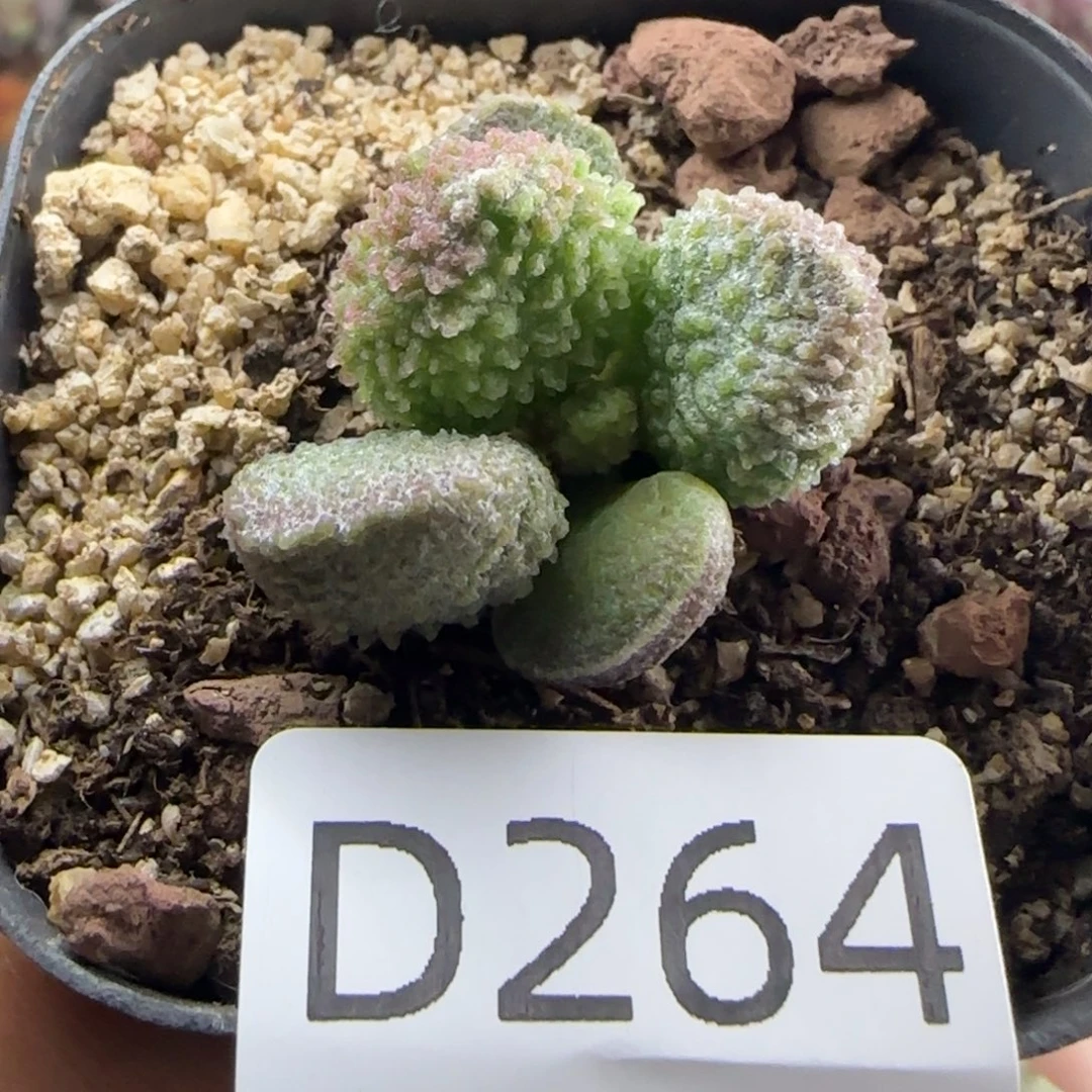 福利多肉。264。