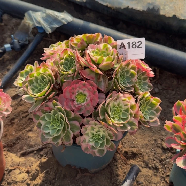 尽***为法师不包损多肉182号新品