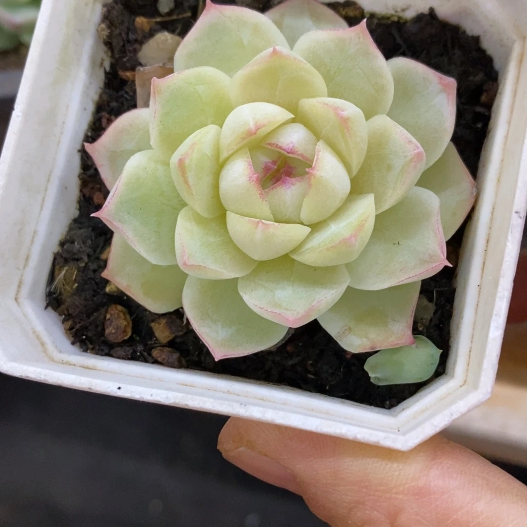 精品多肉一物一一拍不包整247