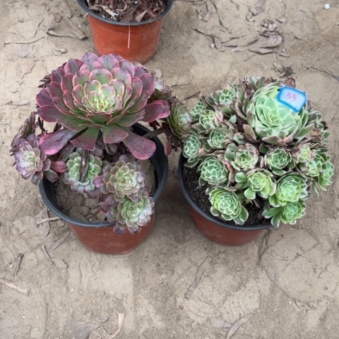 055多肉植物组合，