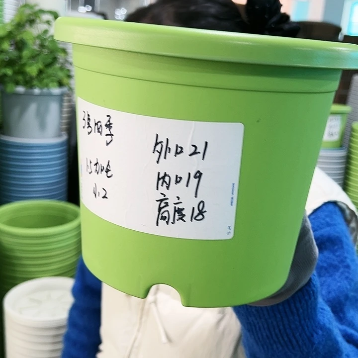 特价2号四季口21高18果绿无托10个