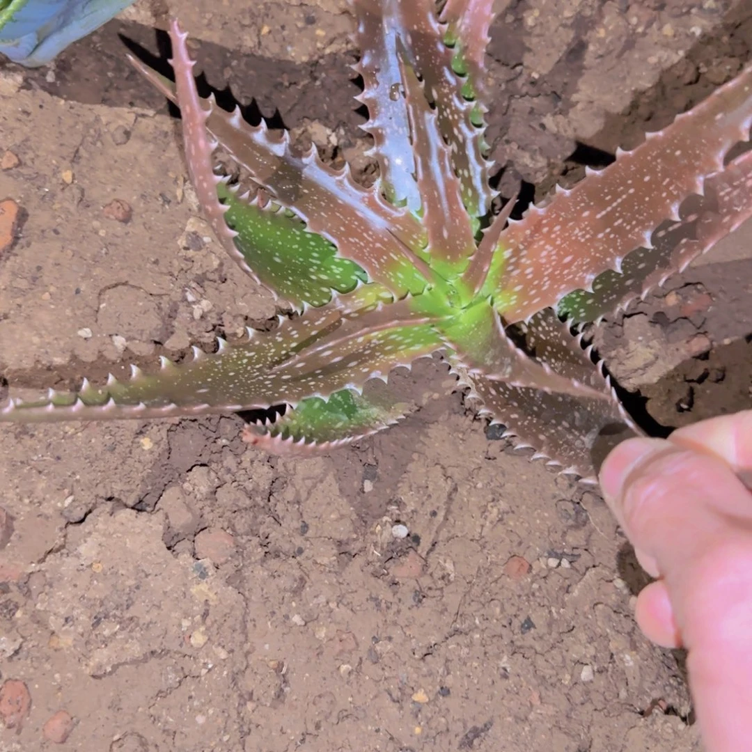 农***民块根植物块根植物