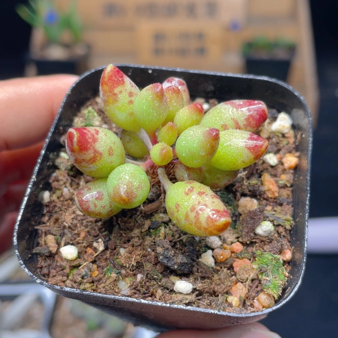 鼓锤多肉9.9包邮发货