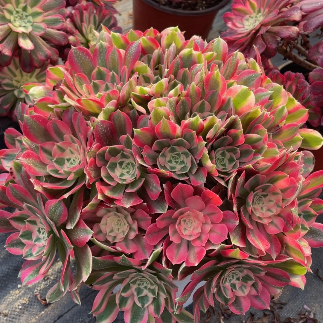 078初恋绣球朵朵精品法师多肉