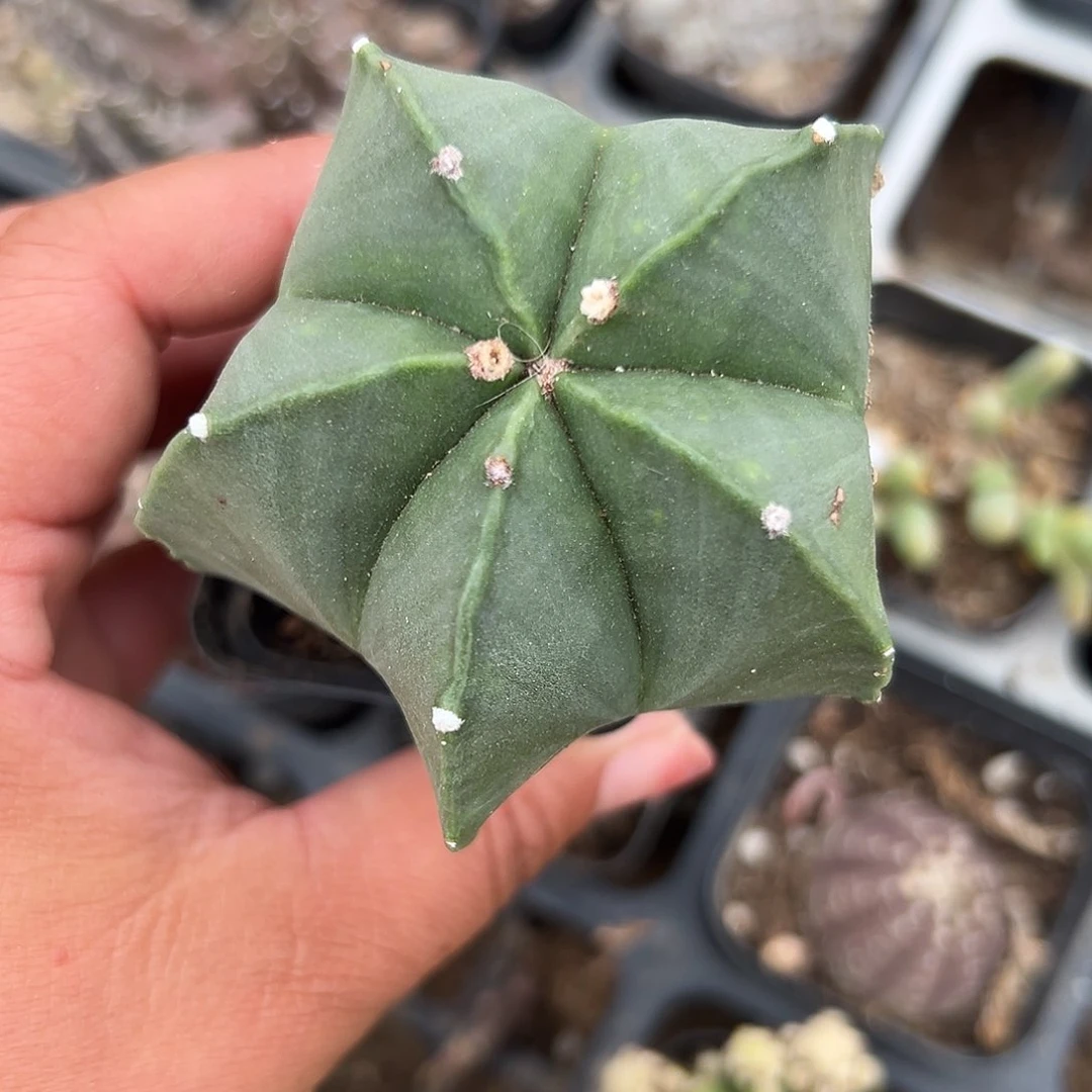 多肉植物鸾凤玉单头