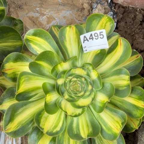 多肉植物暴君单头