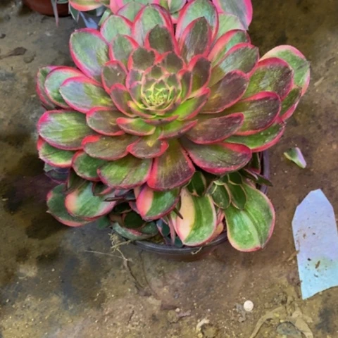 粉花妖多肉植物4611