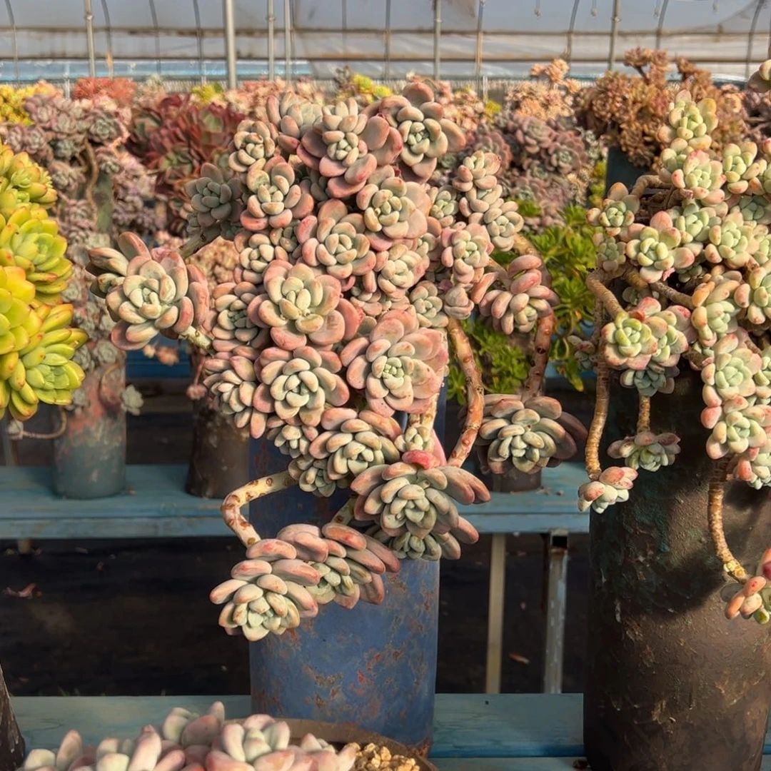 精品红洛神悬崖 裸根