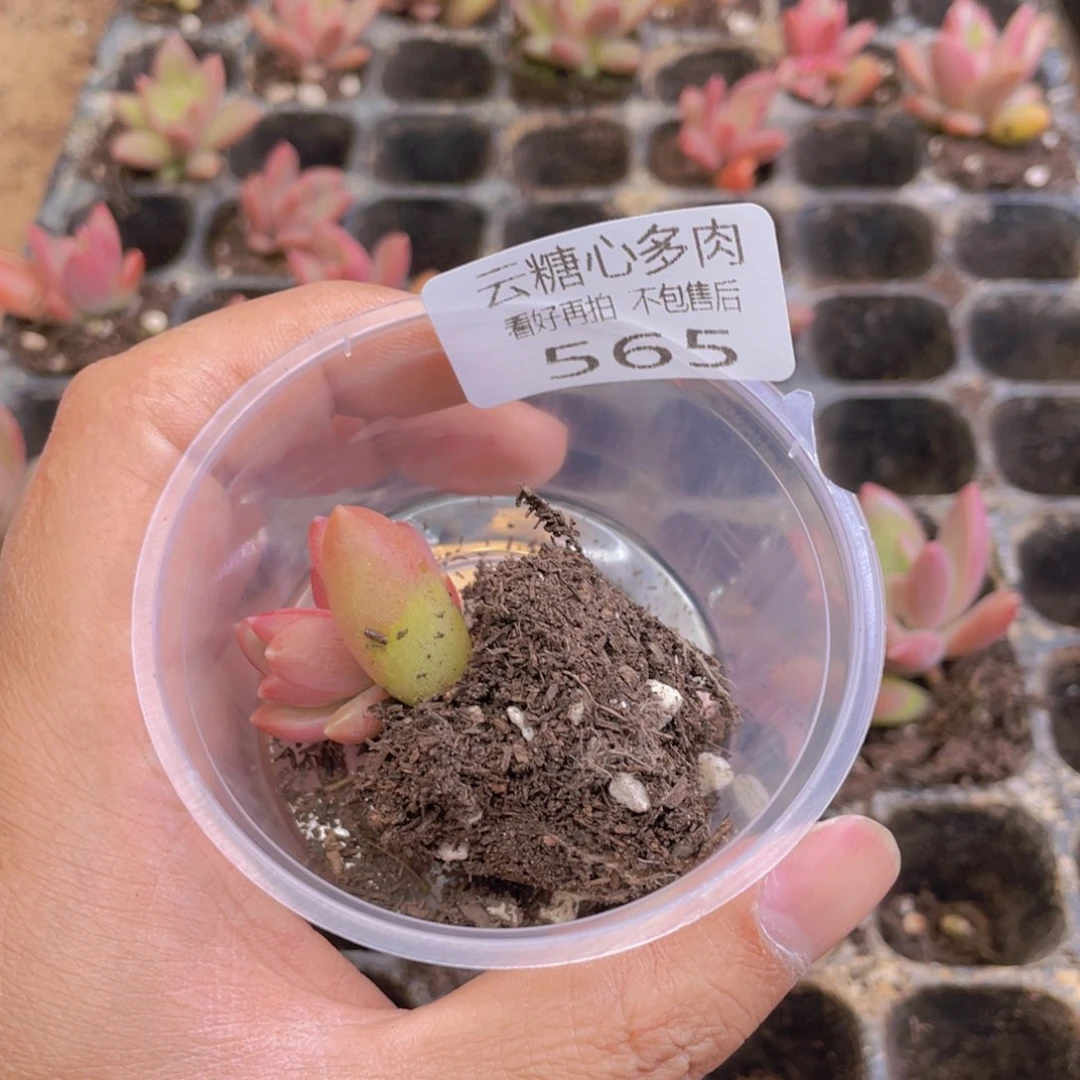 云糖心多肉植物565