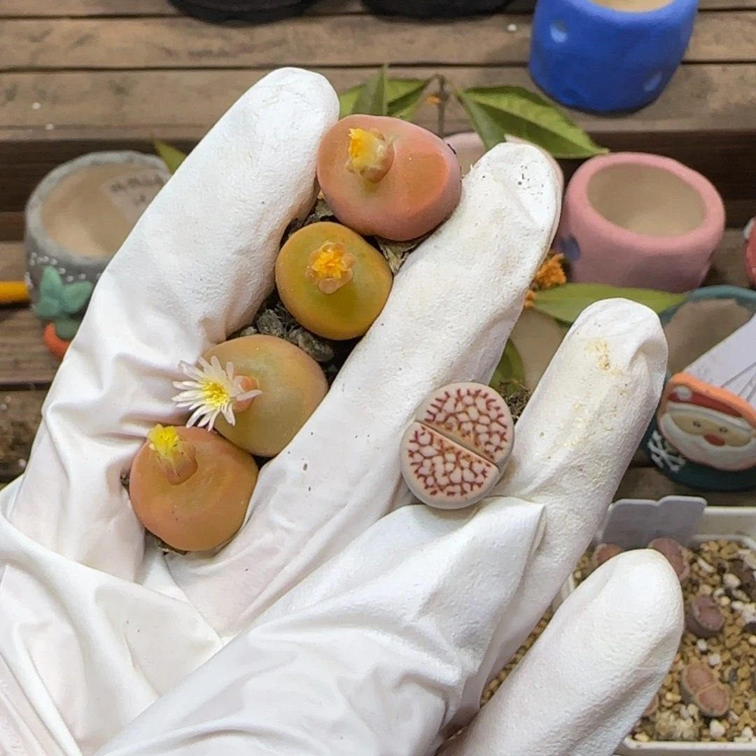 和****11.7.1801 c64.9027补差