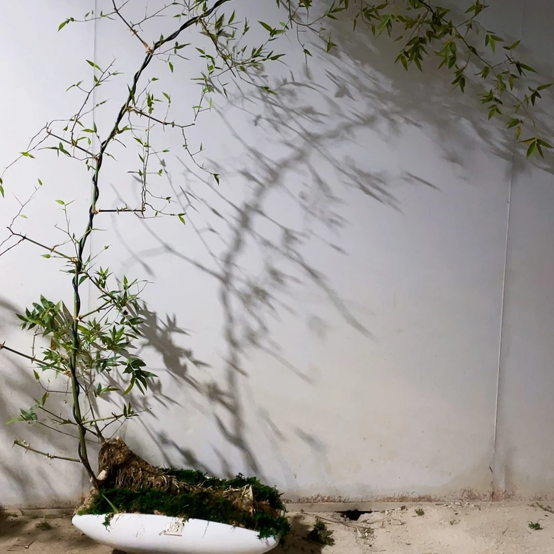 飛小叶簕竹熟桩陶瓷盆一物一拍