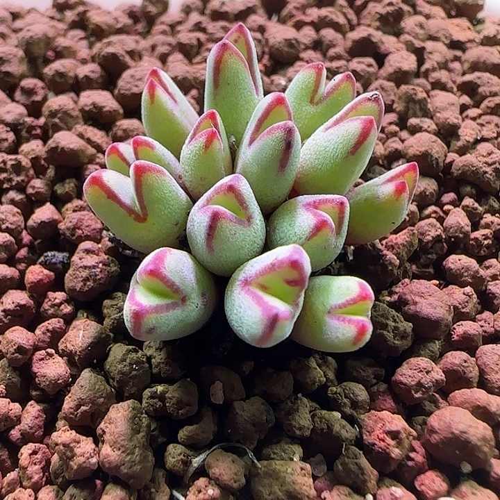 d***o哈哈哈哈哈姐姐好368