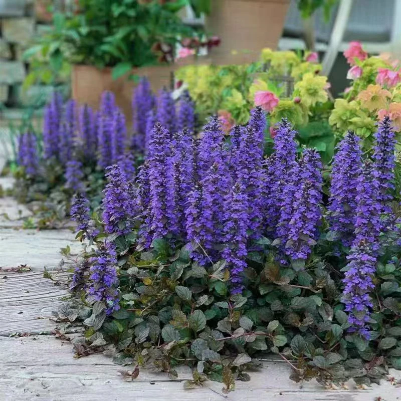 【筋骨草】110盆耐寒耐高温开花植物