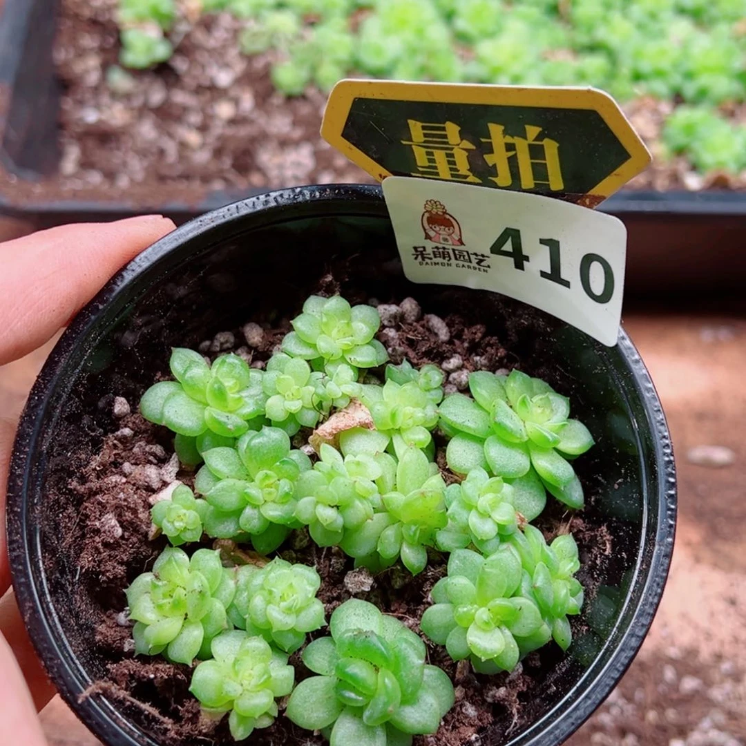 当前无花朵，栽培后可花朵