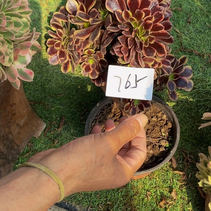 完全开放微瑕765号欧嘉莉缀化1颗