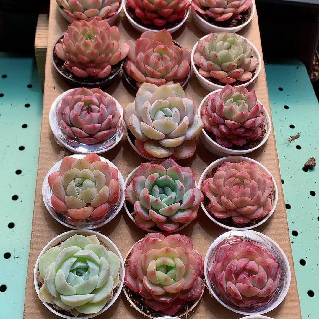 4-量拍品质保证带盆18颗19.9米