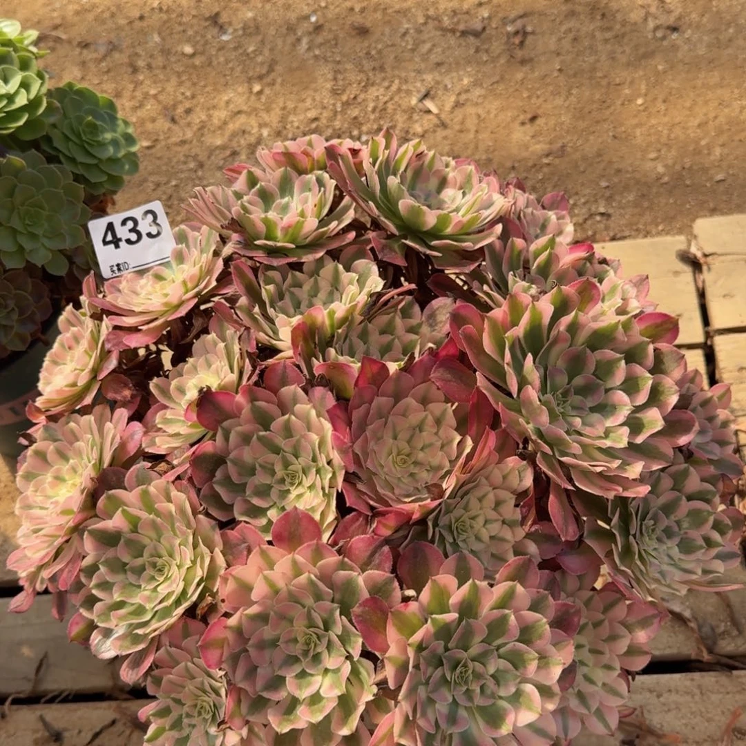 433多肉植物红彤