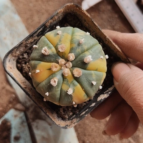 344仙人球兜里有一