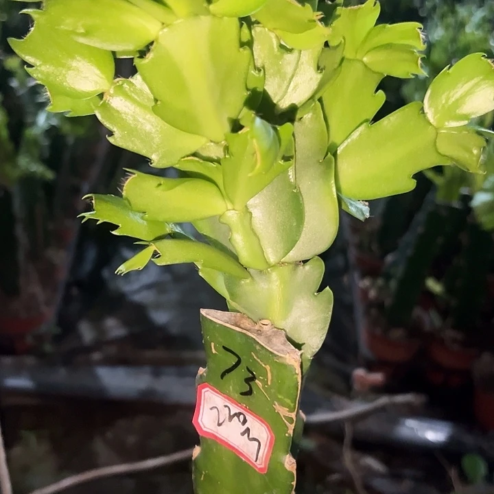 妞***宝22号带盆073嫁接苗