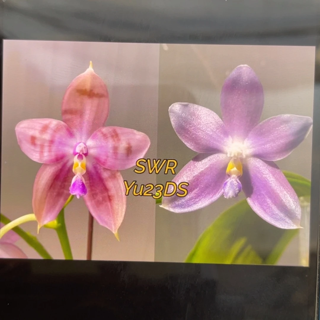 当前无花栽培后可以开花Yu23DS，1.7杯苗1棵