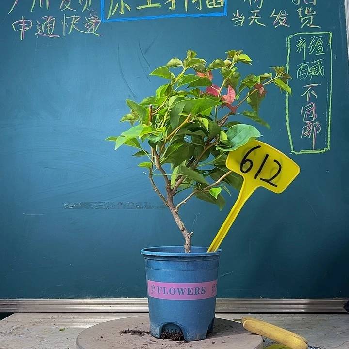 当前无花栽培后可以开花福利 弯杆  暗斑夕阳红  612