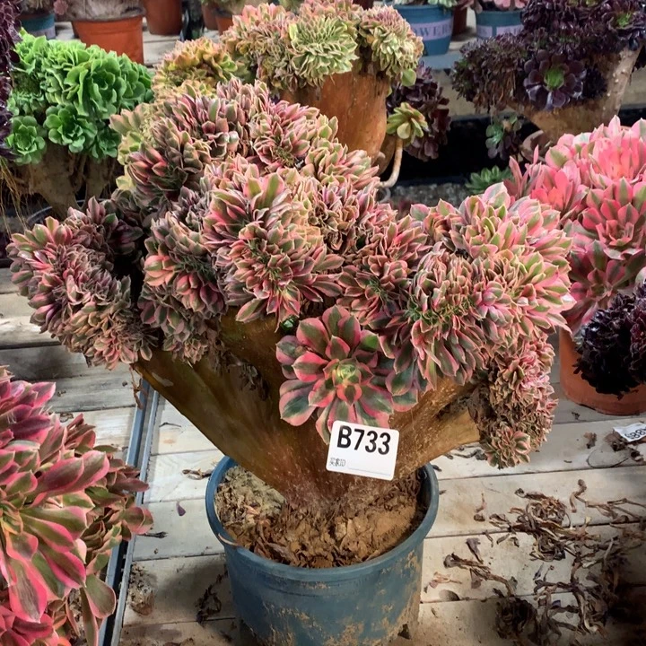 733粉女巫缀多肉法师整版儿