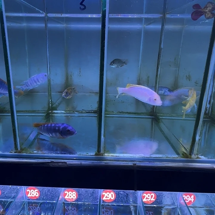 S****海水鱼265。267号111111