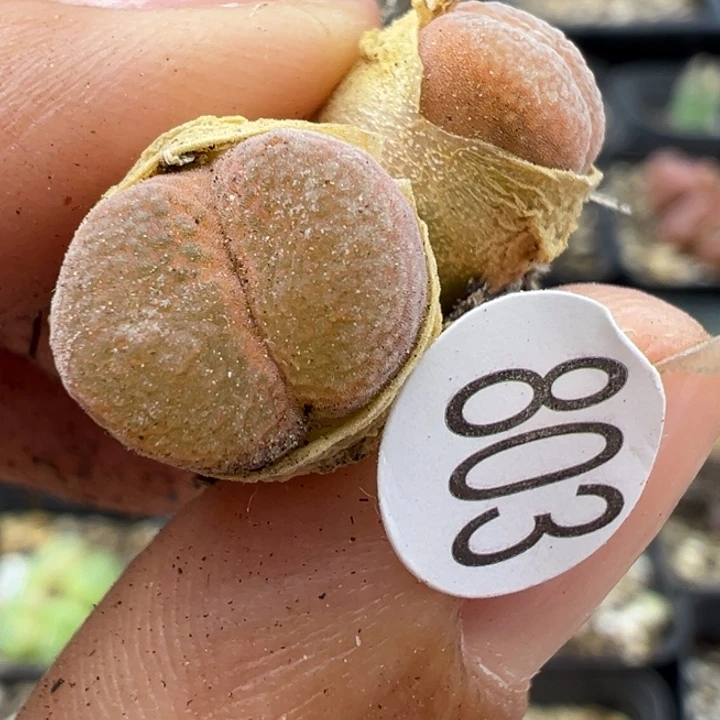 803号1件包房号发来吧有11