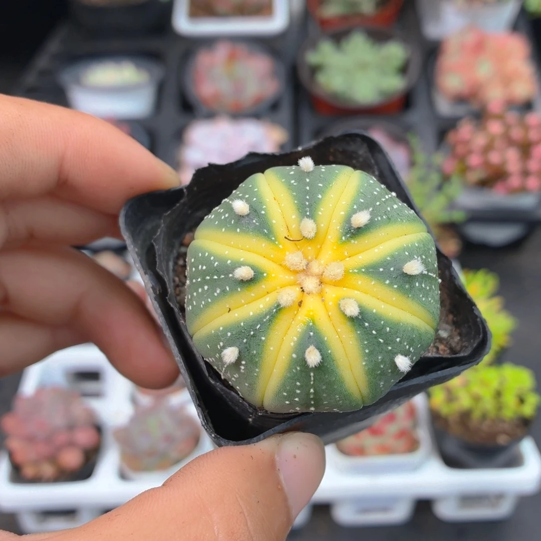星兜锦多肉9.9包邮发货