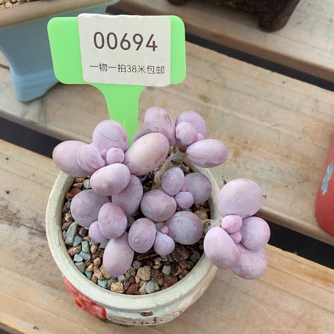 灰***灰00694？木架烤鱼了小雨