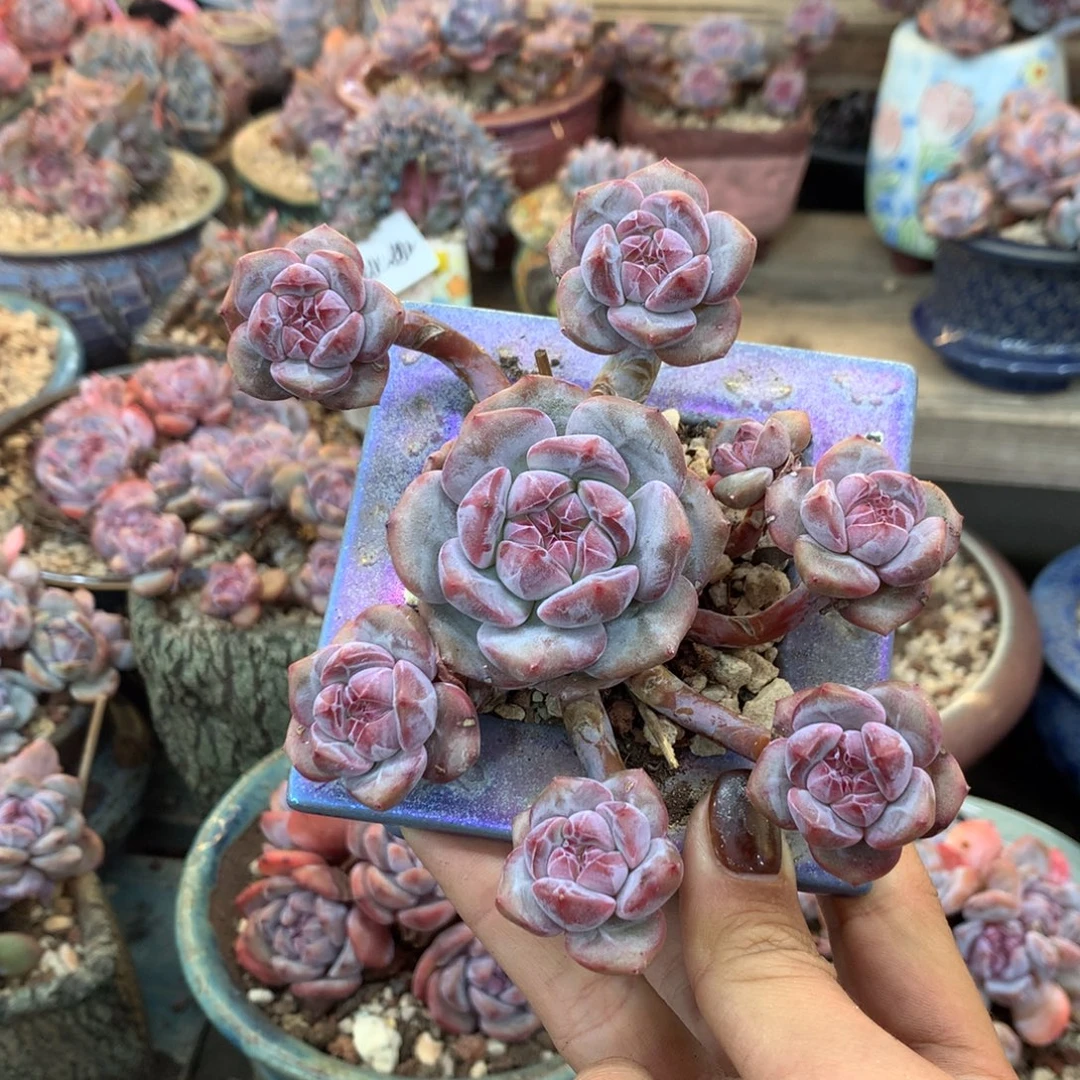 石榴籽无砍飘枝花花