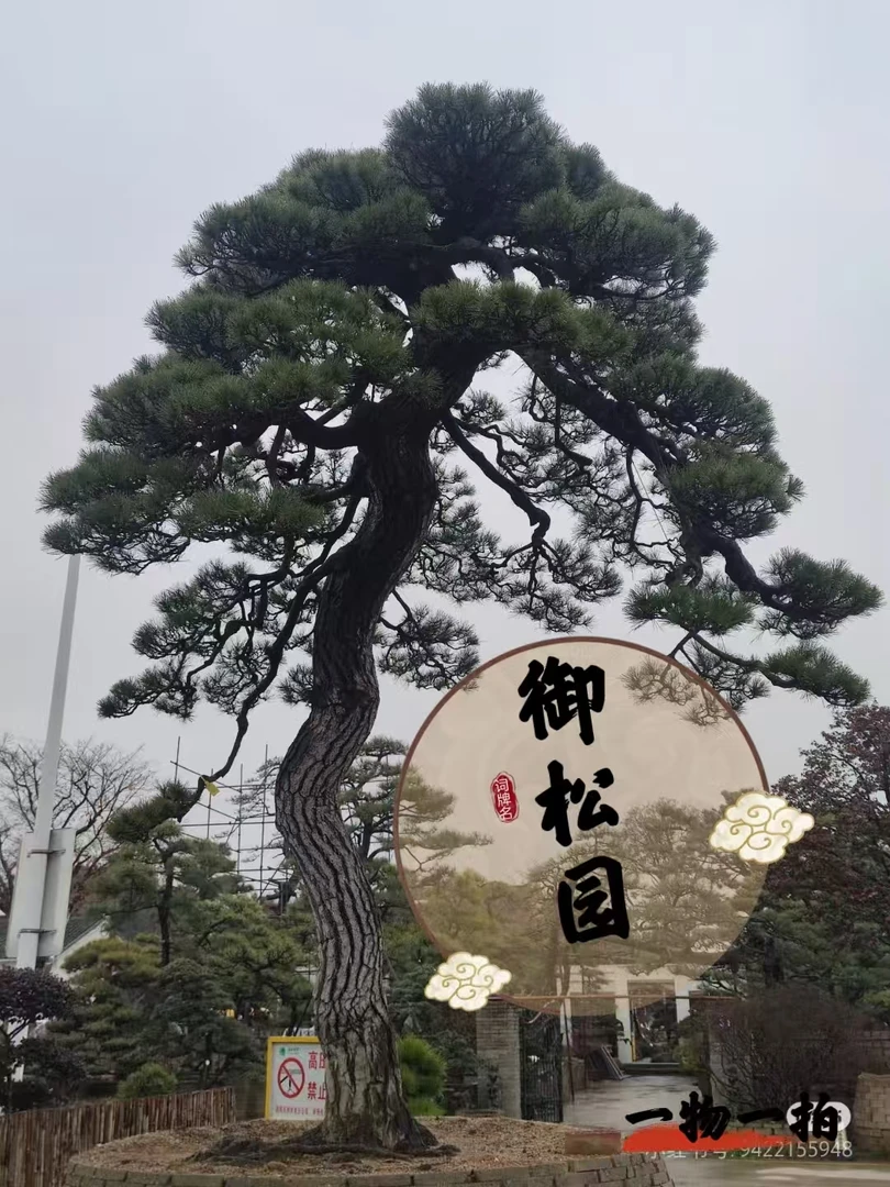 黑松庭院别墅景观松源头基地造型松老桩斜飘临水迎客松（一物一拍）