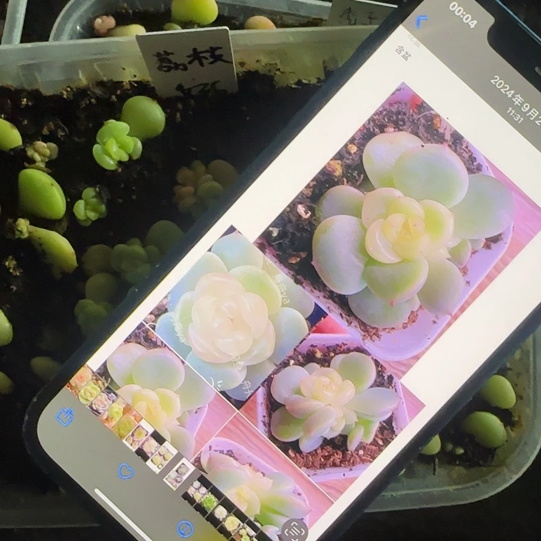 荔枝芝麻9号床一个满25包邮