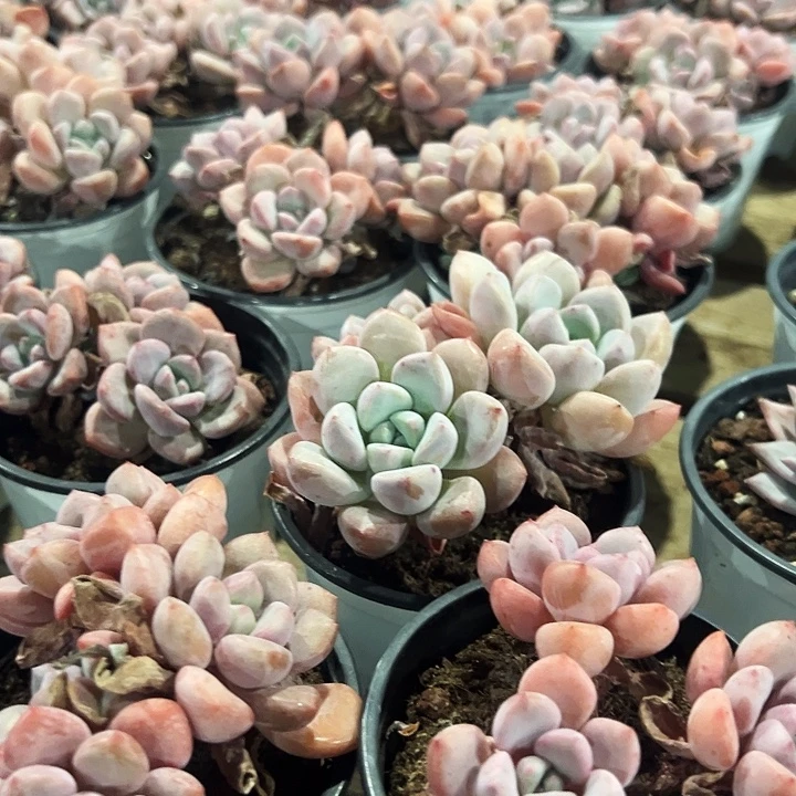 三头   老桩   白露