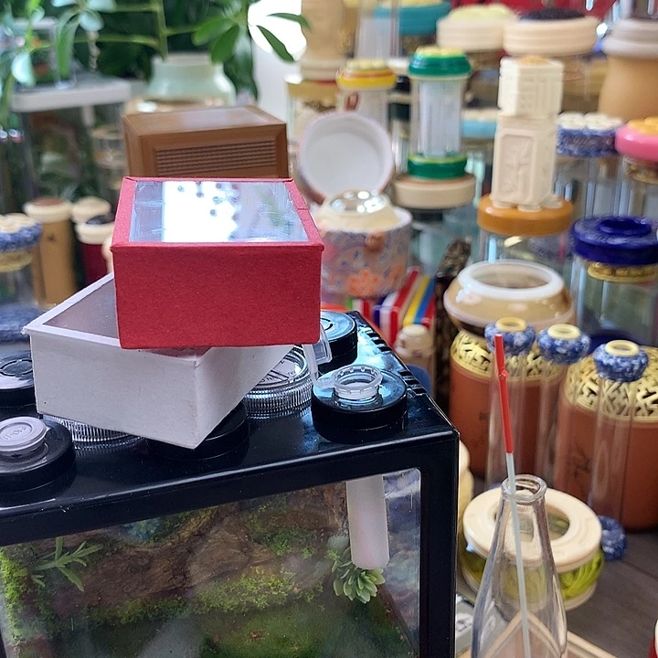 两只竹蛉➕过虫器啊啊啊啊啊
