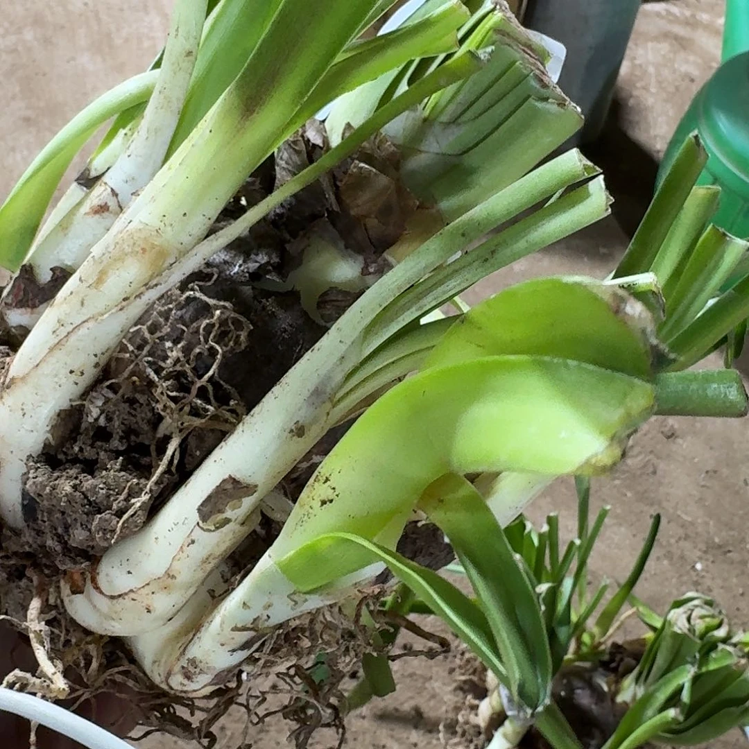 魅影重重8+坨坨开花球