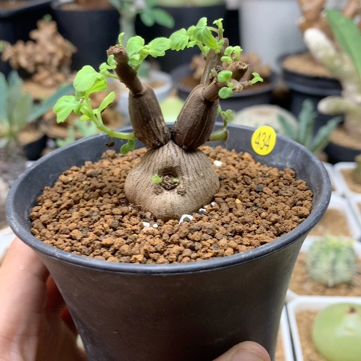 老桩爱氏延命草带盆