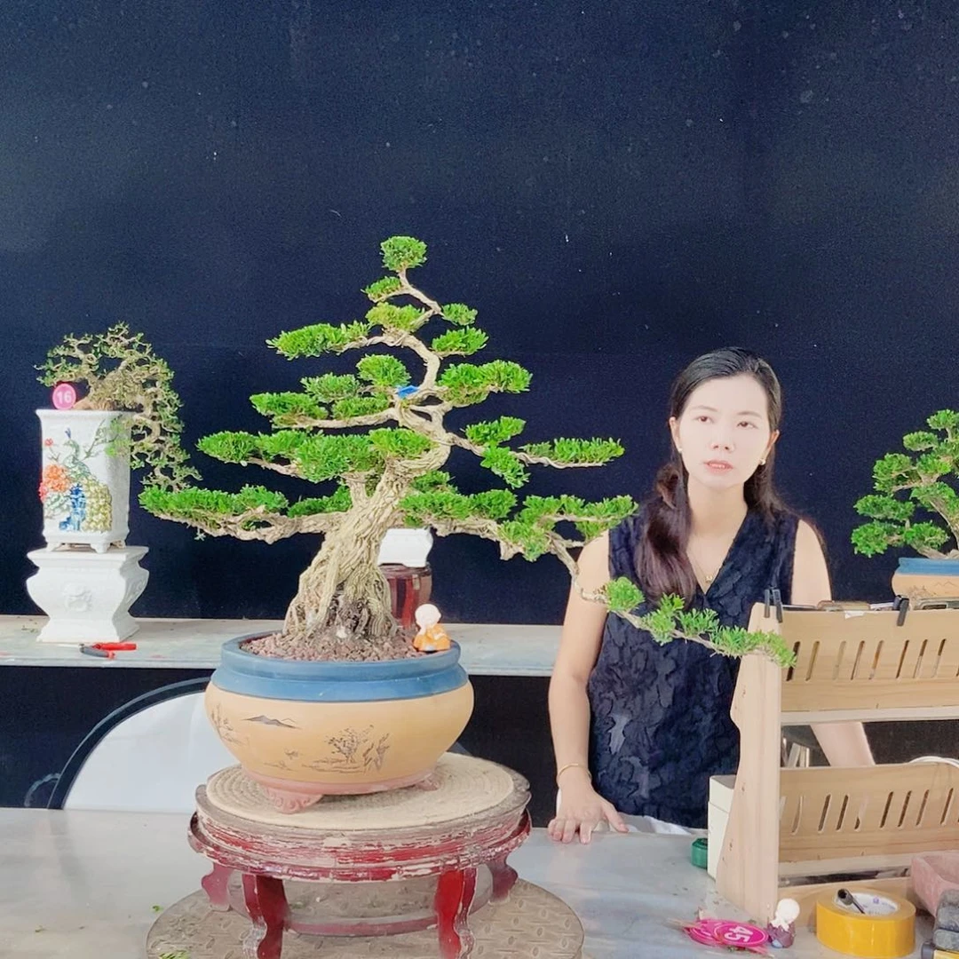 当前无花朵，栽培后可花朵