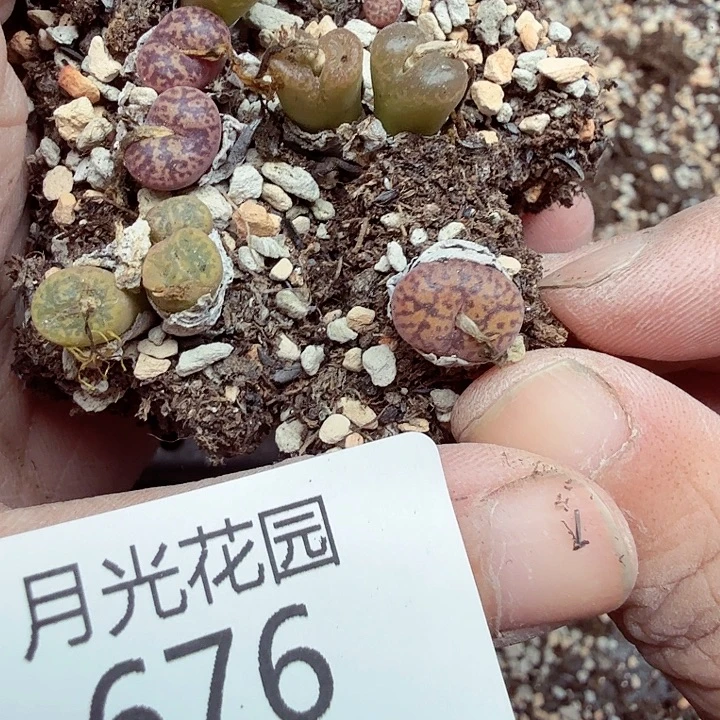 好喜欢看肖蘸在线676不