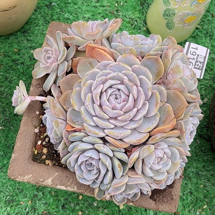 汉堡19163多肉植物