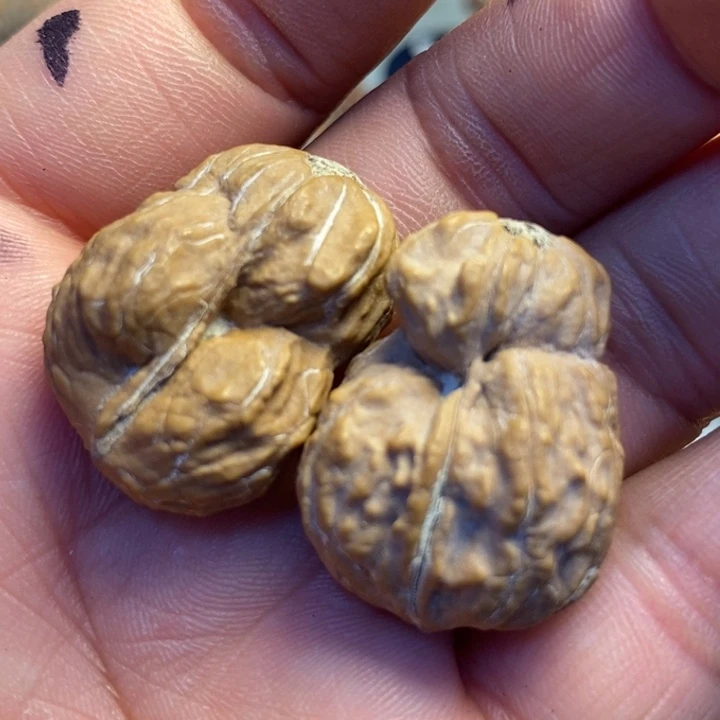 朝***子文玩核桃吊坠拿姐工艺50