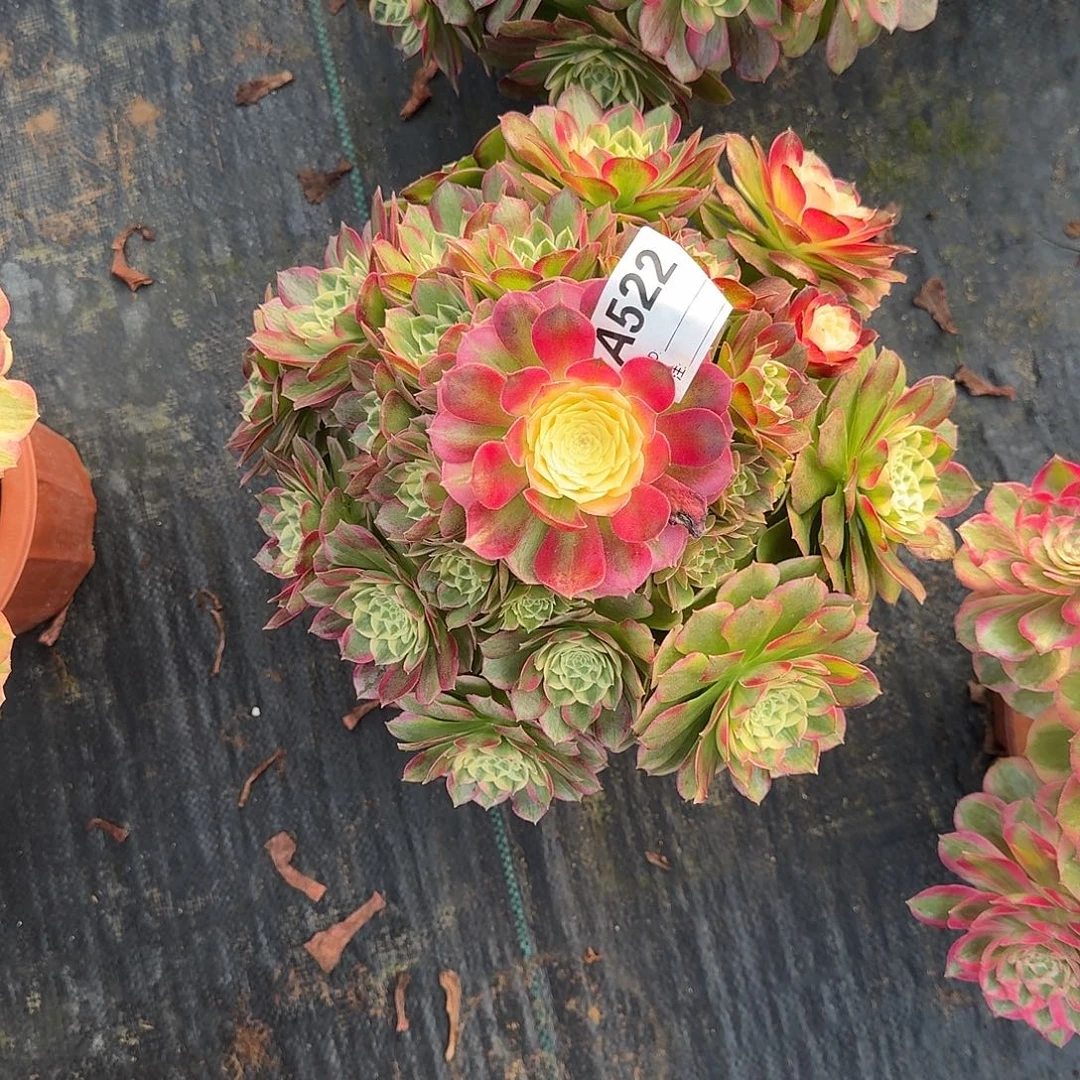 粉海王多肉法师522