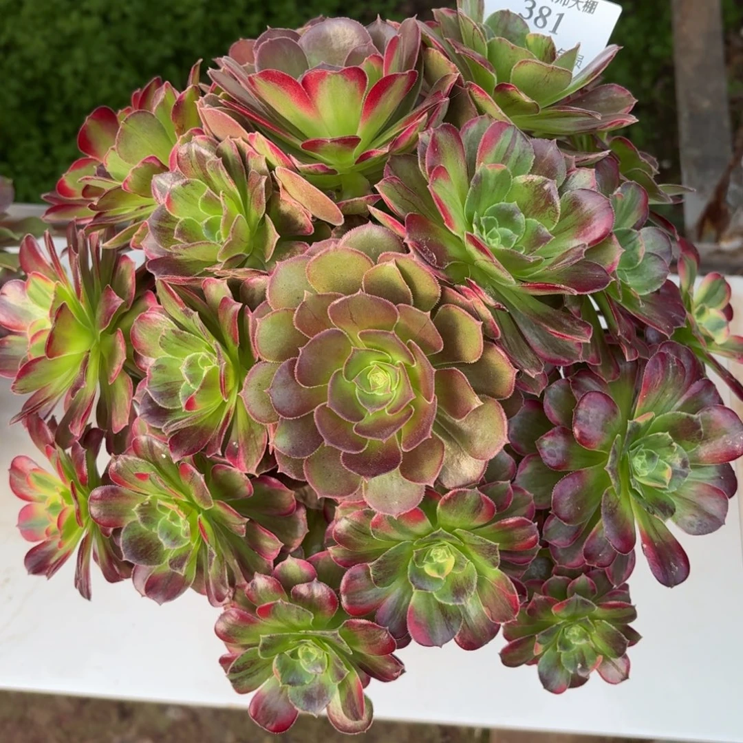 381七彩玫瑰多肉植物法师
