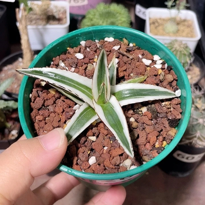 268冰山龙舌兰仙人球