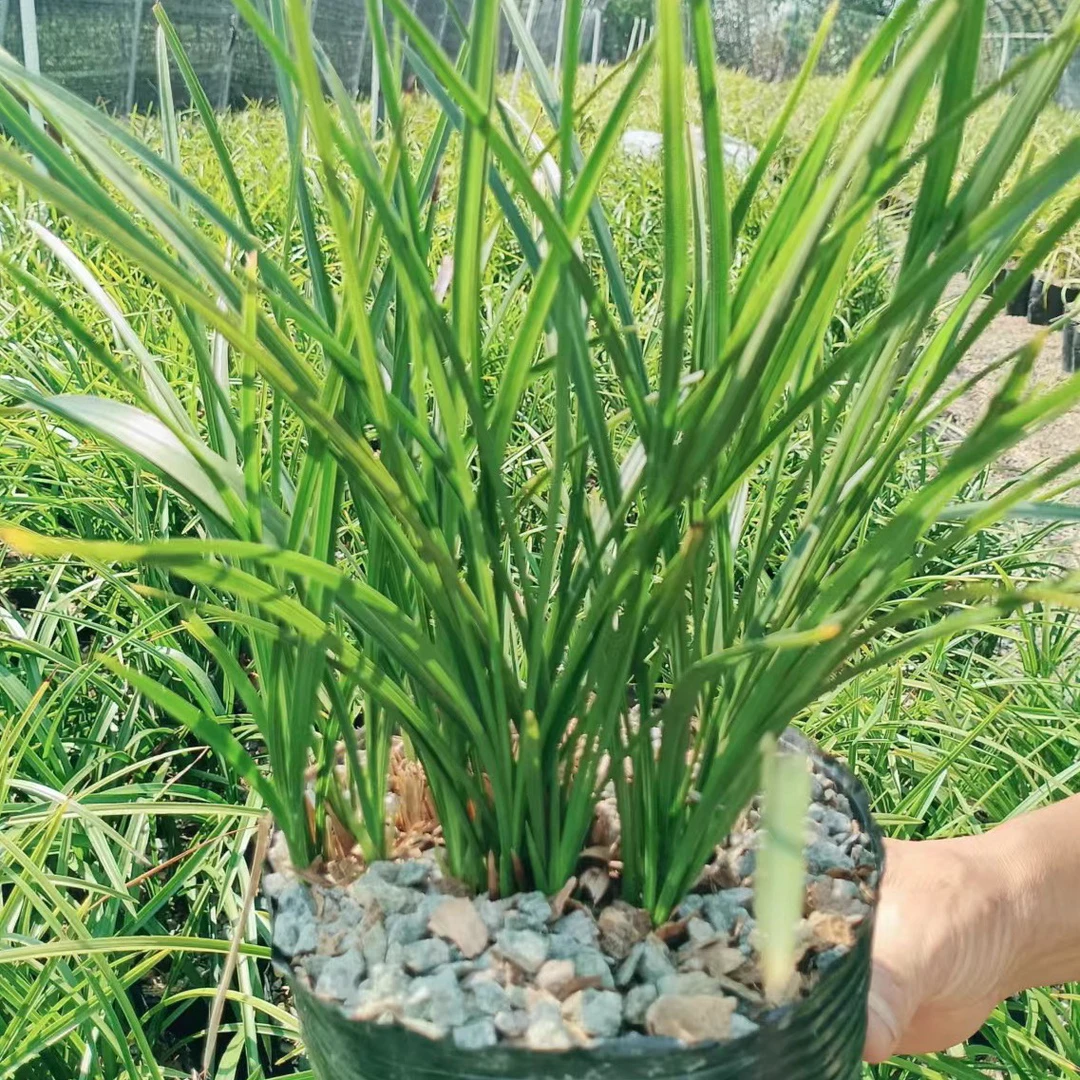 兰花春兰蕙兰一物一拍请勿随意下单